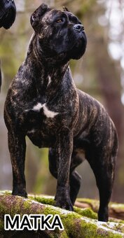 Cane Corso šteniatka s PP - 5