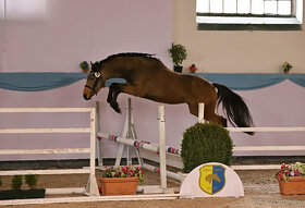 Připouštění hřebecem ČSP Český sportovní pony 141cm - 5