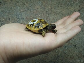 Želva zelenavá (Testudo hermanni boettgeri) - 5