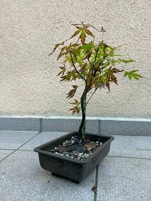 Bonsai, Bonsaj, japonský javor, skalky 2ks - 5