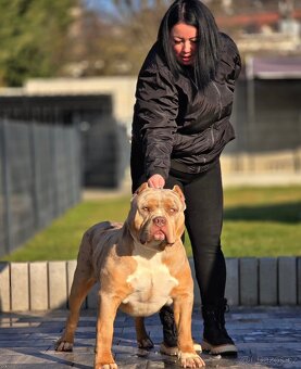 American bully xl, pitbull xxl - 5