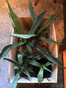 Agave americana - 5