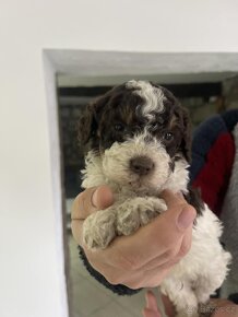 Štenátka Lagotto Romagnolo s PP - 5