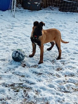 Belgický ovčák malinois - 5