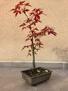 Bonsai, Bonsaj, japonský javor, skalky - 6