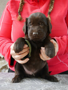 Hnědý pejsek Flat Coated Retriever s PP - 6