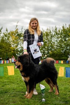 Tibetská doga - štěňata s PP  - VOLNÁ FENKA - 6