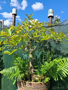 Bonsai Nyssa Sylvatica - 6