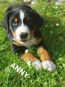 Appenzellský salašnický pes s PP - 6