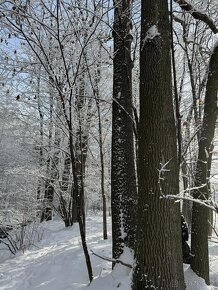 Prodám lesní pozemek v k.ú. Dolní Skorošice - 6