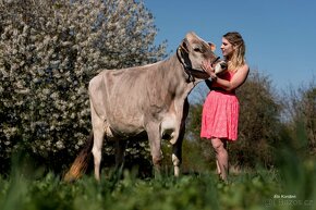 Plemenné jalovice a krávy Brown Swiss - 6