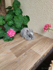 Zakrslý králík - lvíček - sameček - 6