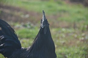 Ayam Cemani kohouti - 6