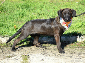 Šteniatko Rimonka x mini labrador - 6