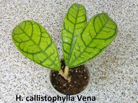 Různé rostliny rodu Hoya (Voskovka) - 6