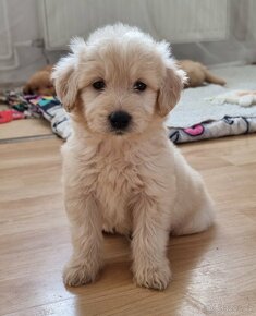 GOLDENDOODLE F1 Medium + Standard - 6