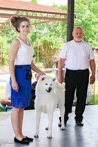 Akita Inu krycí pes s PP - 6