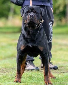 Rtw, rotvajler, rottweiler rotwailer, rotwajler - 6