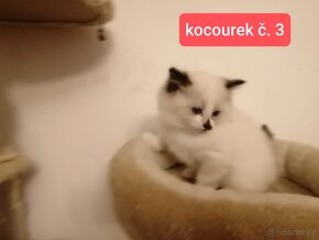 Ragdoll koťátka - 6