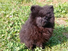 Pomeranian Černá Fenečka... - 6