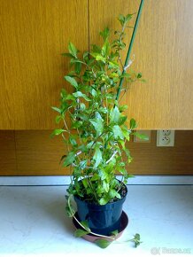 Wedelie čínská - Wedelia calendulacea - velká rostlina - 6