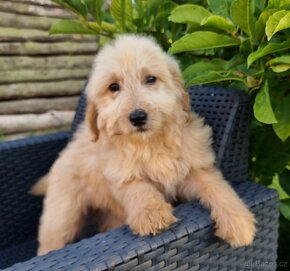 GOLDENDOODLE F1 Standard - 6