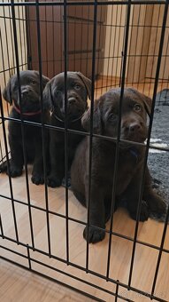 Labrador retriever šteniatka s PP - 6