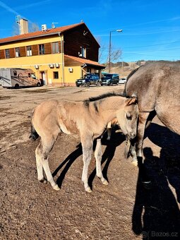 Grullo klisna American Quarter Horse v typu bull - 6