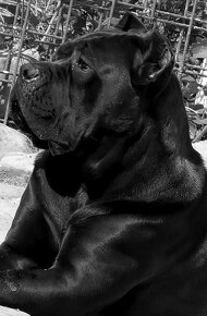 Cane Corso s PP - 6