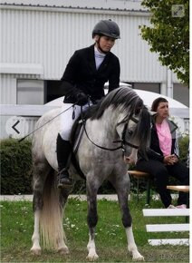 Welsh pony of cob type - 6