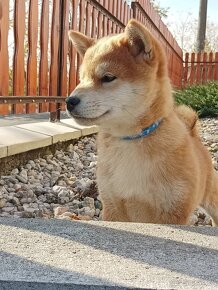 Shiba inu šteniatka s PP - 6