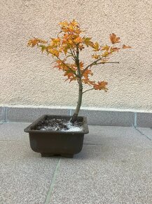 Bonsai, Bonsaj, japonský javor, skalky - 6