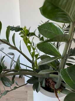 Zamioculcas výška 185 cm - 6