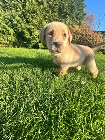 Čistokrevná štěňata labrador posledni BILY KLUK - 6