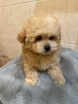 Maltipoo / Bishpoo - 6