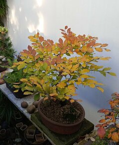 Buk lesní (Fagus sylvatica) bonsai - 6