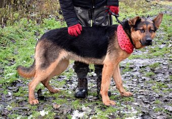 FIBI K ADOPCI - HODNÉ ZLATÍČKO, ZASLOUŽÍ SI MILUJÍCÍ RODINU - 6