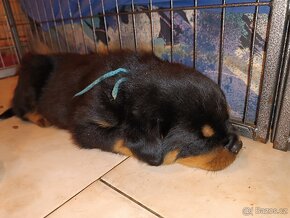 Rottweiler s průkazem původu (FCI) - 6