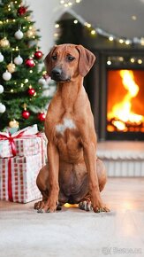 Rhodesian Ridgeback - 6