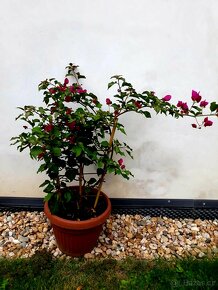 Bougainvillea, Bougainvilea, keře, tropické rostliny - 6