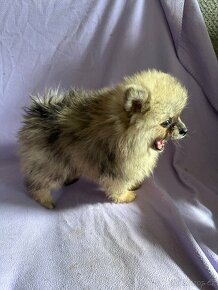 Posledni volny pejsek Pomeranian mini - 6