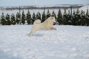 Samojed štěňátka s PP - 6