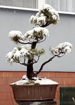 Borovice drobnokvětá bonsai - 6