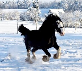 Shire Horse (SHS) - 6