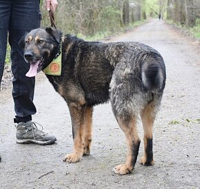 EBONG K ADOPCI - 2,5 ROKU,KONTAKTNÍ,CHYTRÝ,UČENLIVÝ - 6