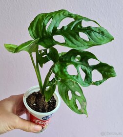 Alocasia, philodendron, syngonium, monstera a další - 6