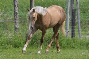 Appaloosa Kobylka 4/23 - 6