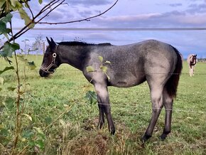 Homozygotní qh blue roan - 6