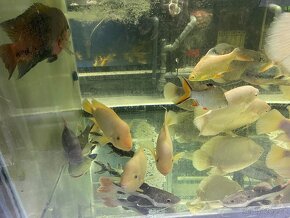 Arowana sliver Abino , cichla, gurami, kamcik, sumce - 6