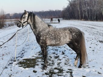 Prodej hřebce Welsh pony, sekce B - 6